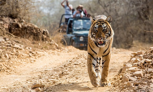 Golden Triangle Tour With Ranthambore | Ranthambore National Park